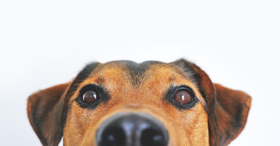 Have Dogs? Here’s How Alarm Systems Help Dog Families